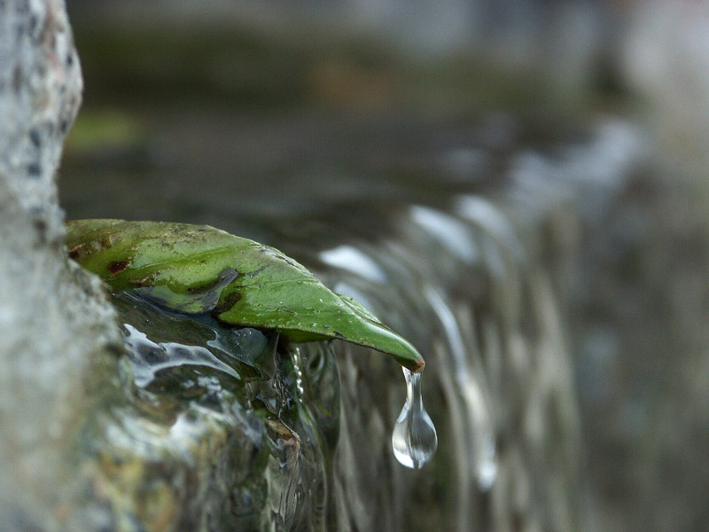 photo "The Last Drop" tags: macro and close-up, 