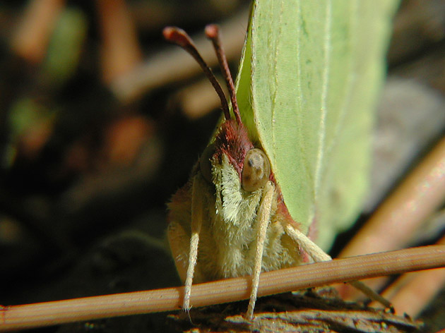 photo "Gonepteryx rhamni L." tags: macro and close-up, 