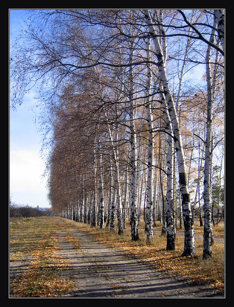 фото "Березки" метки: пейзаж, осень