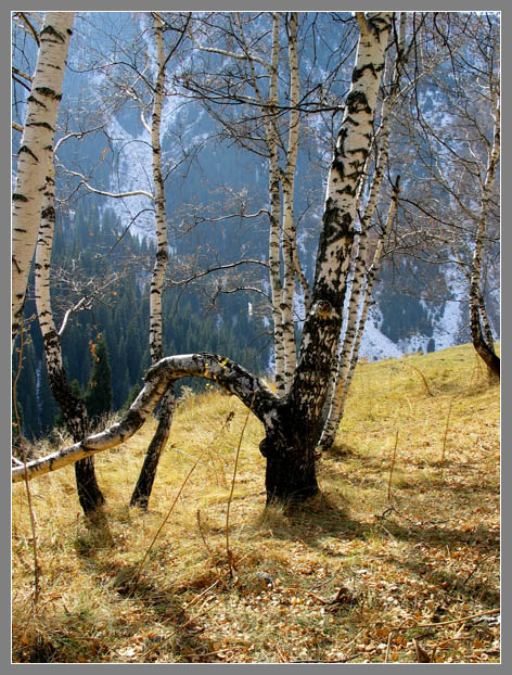 фото "3D Березы" метки: пейзаж, горы, осень