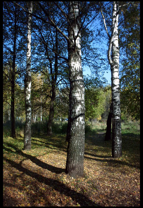 photo "blue - green - brown" tags: landscape, autumn, forest