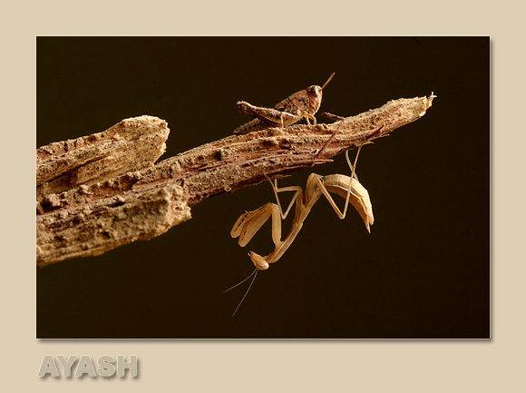 photo "The Hunter and the Victim.." tags: nature, macro and close-up, insect