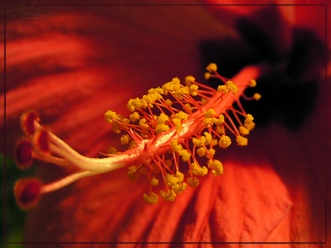 photo "Magnification." tags: nature, macro and close-up, flowers