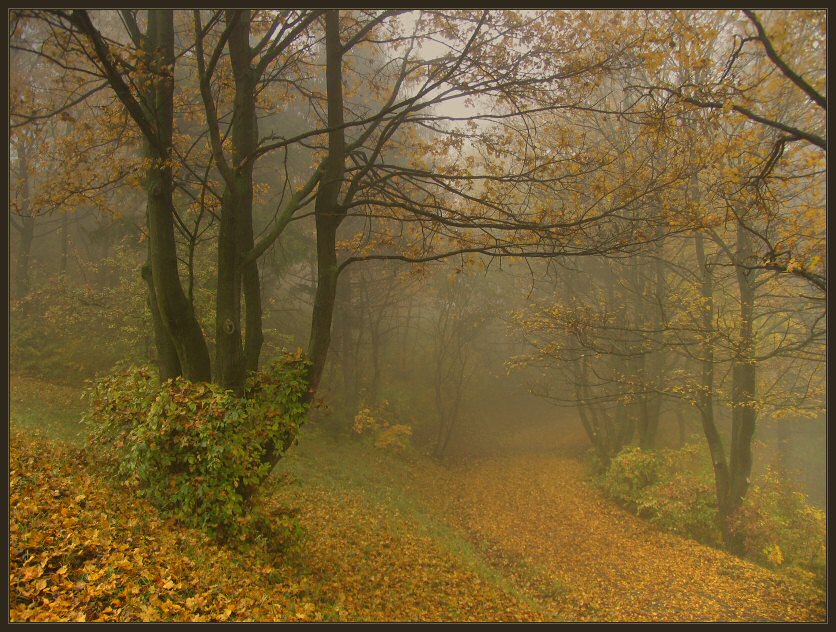 photo "Foggy Path" tags: landscape, autumn