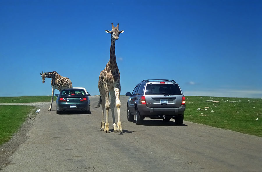 photo "Road-Check" tags: nature, wild animals