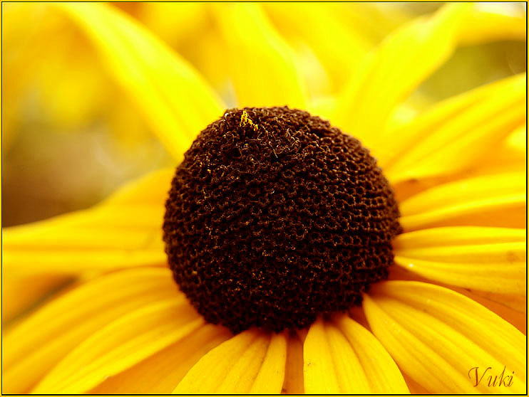 photo "***" tags: nature, macro and close-up, flowers