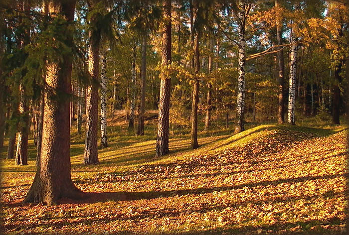 photo "...and again..." tags: landscape, forest