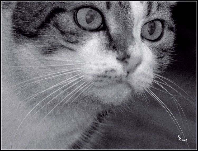 photo "Independence" tags: black&white, nature, pets/farm animals