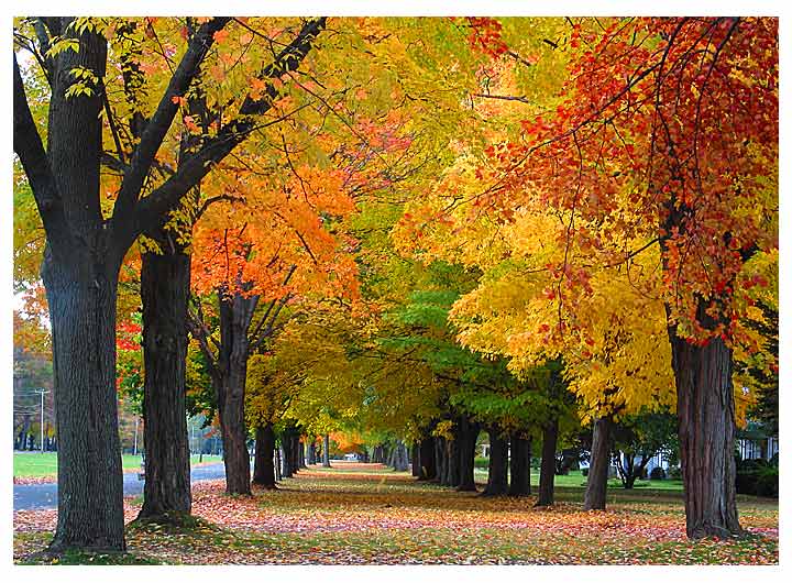 фото "Fall" метки: пейзаж, лес, осень