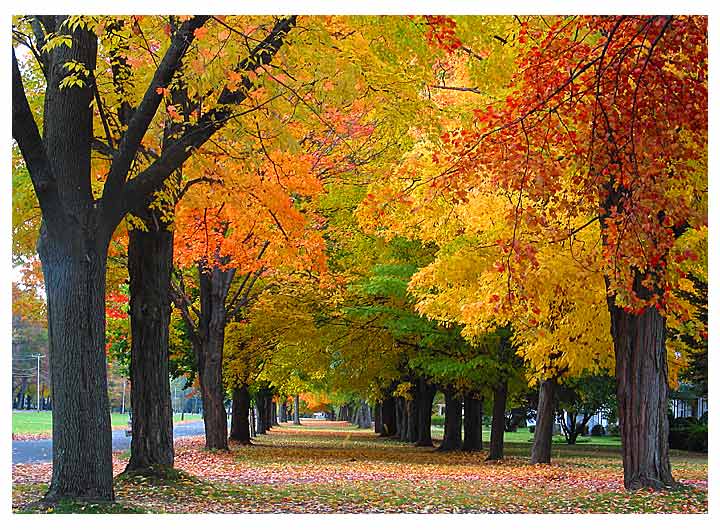 photo "Fall" tags: landscape, autumn, forest