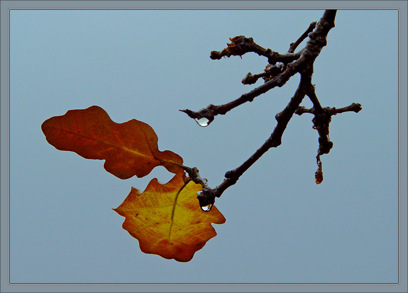 photo "Wet etude with oak leaves" tags: nature, flowers
