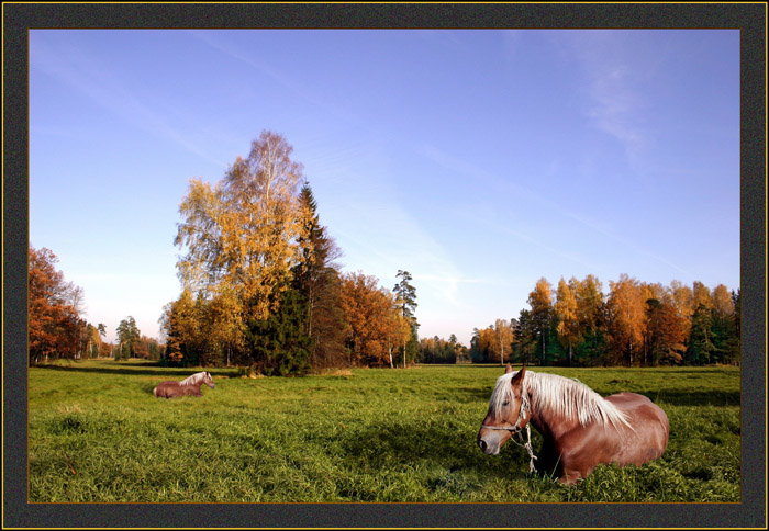 photo "North siesta" tags: landscape, autumn, forest