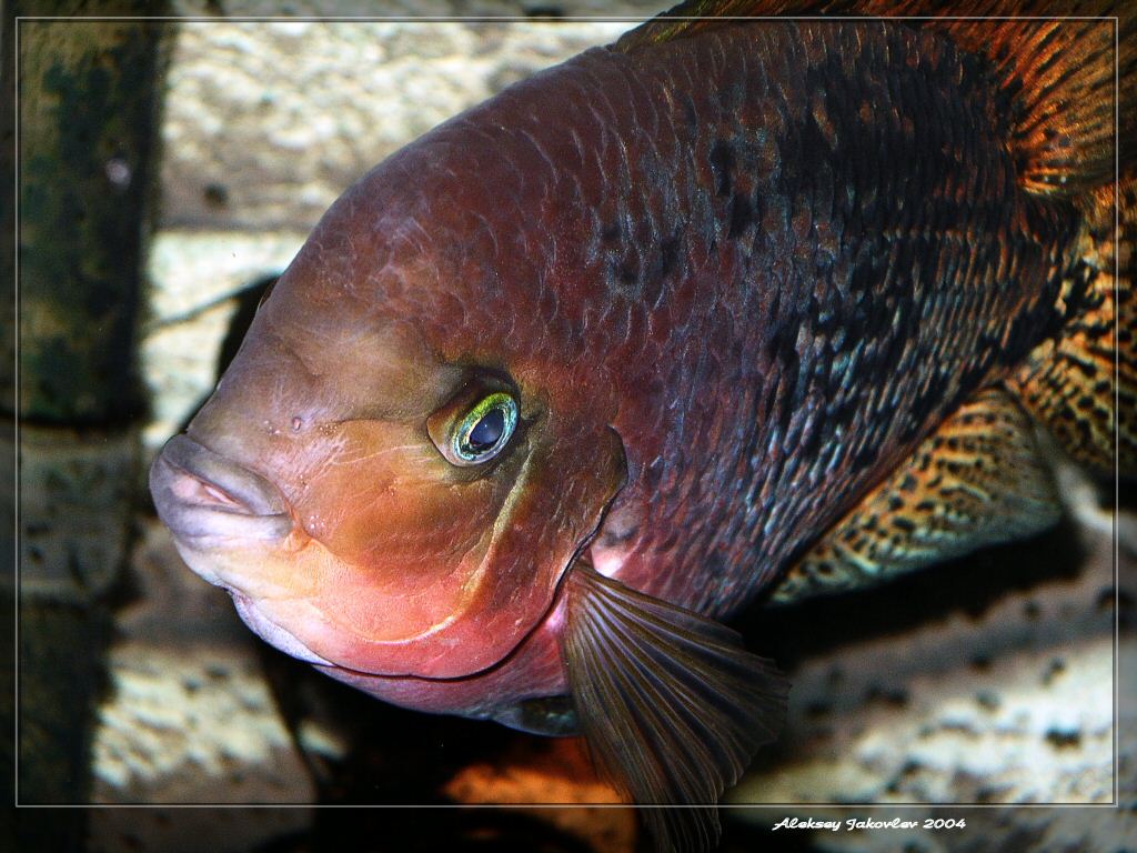 photo "Vieja Sinspilus" tags: underwater, macro and close-up, 