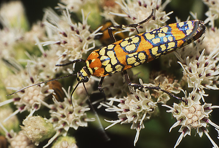 фото "Wrapped-in-silk moth" метки: природа, насекомое