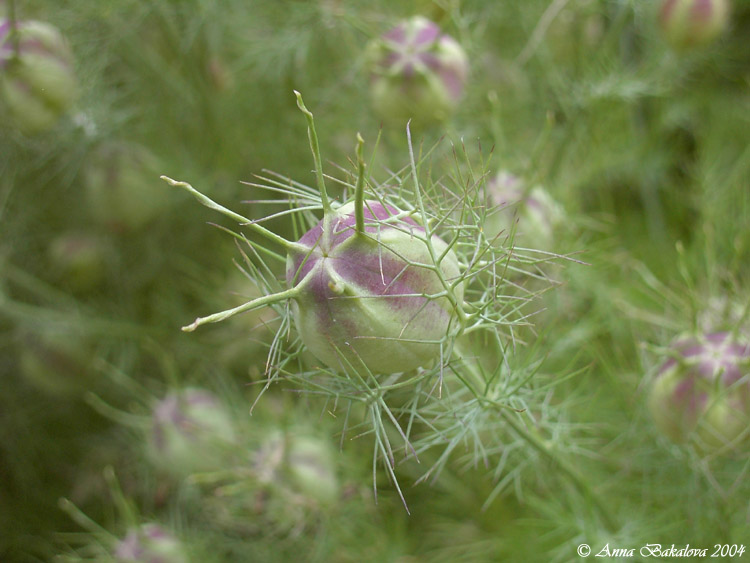 photo "Nature`s Defense" tags: nature, macro and close-up, flowers