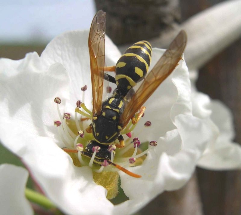 photo "Flower and bee" tags: macro and close-up, nature, wild animals