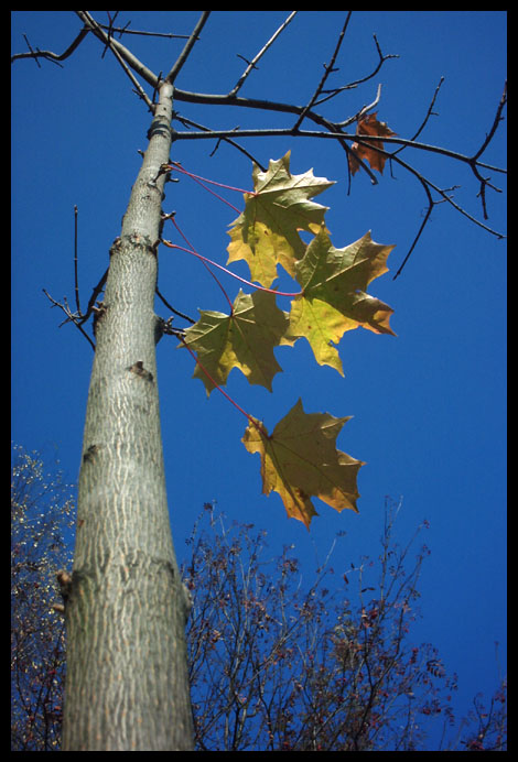photo "* perspective *" tags: landscape, autumn, forest