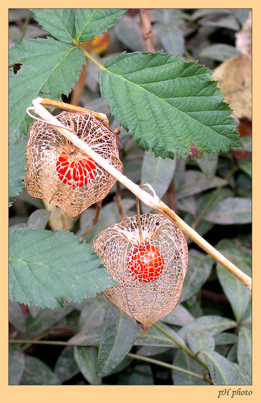 photo "chinese lanterns" tags: macro and close-up, nature, flowers