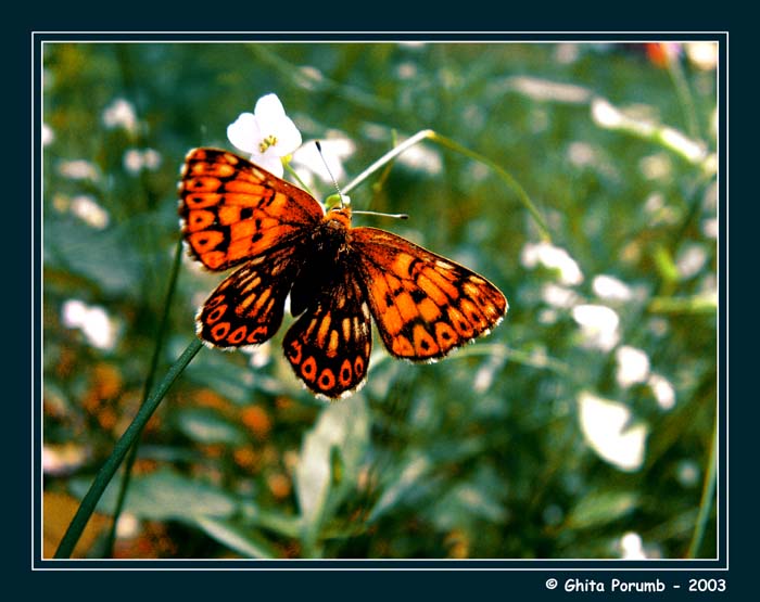 photo "Fluture" tags: nature, flowers