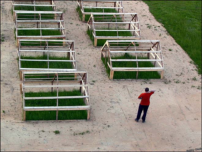 фото "трава" метки: жанр, пейзаж, 