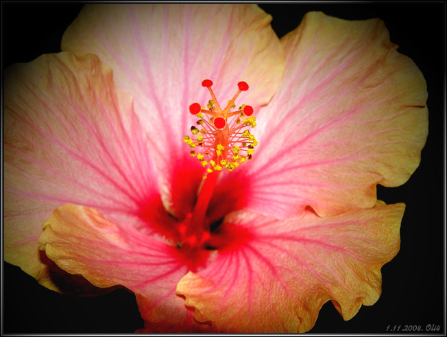 photo "Hibiscus" tags: macro and close-up, nature, flowers