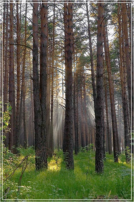 фото "лучистый лес" метки: пейзаж, лес