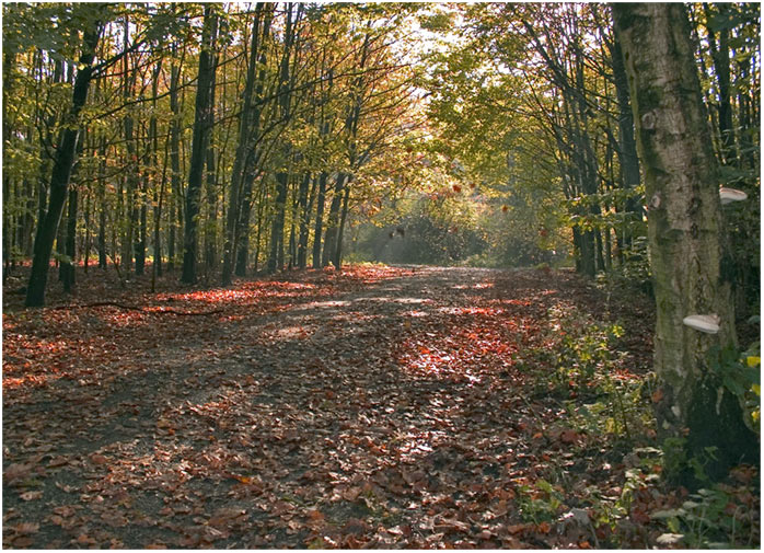 photo "Rays og the fall" tags: landscape, nature, autumn