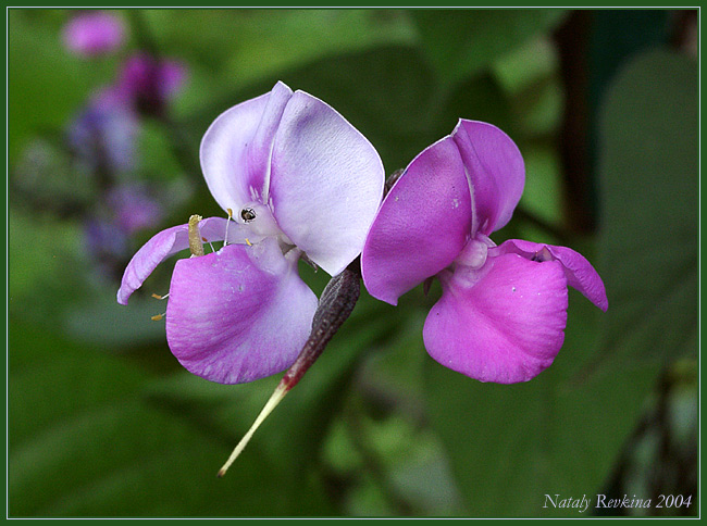 photo "Strict" tags: nature, macro and close-up, flowers