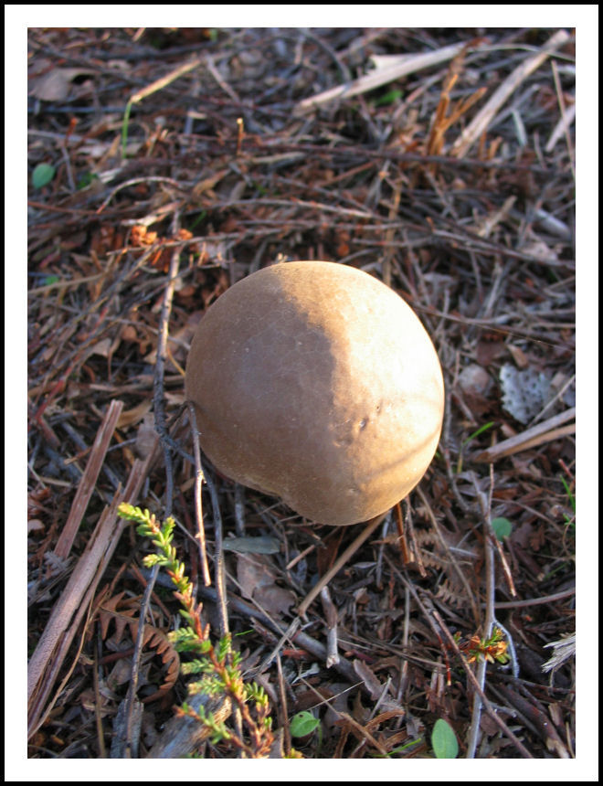 photo "mushroom" tags: nature, 