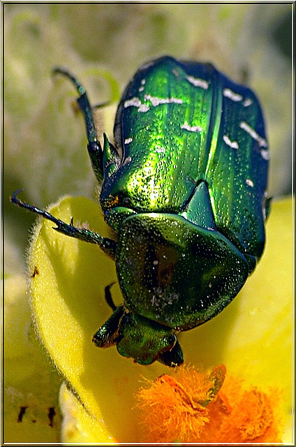 фото "Азовский жук" метки: макро и крупный план, природа, насекомое