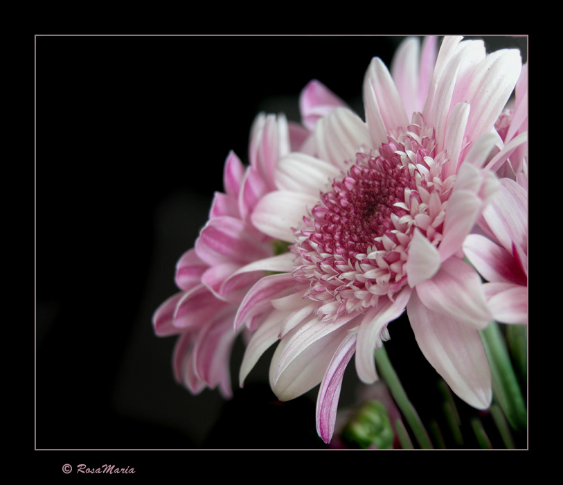 photo "Gerberas" tags: nature, flowers