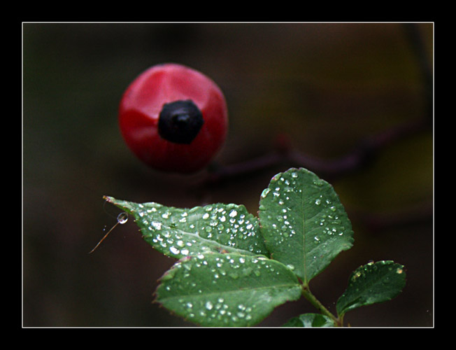 photo "Autumn tears" tags: nature, flowers