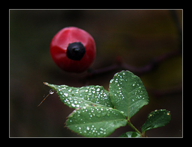 фото "осенние слезы" метки: природа, цветы