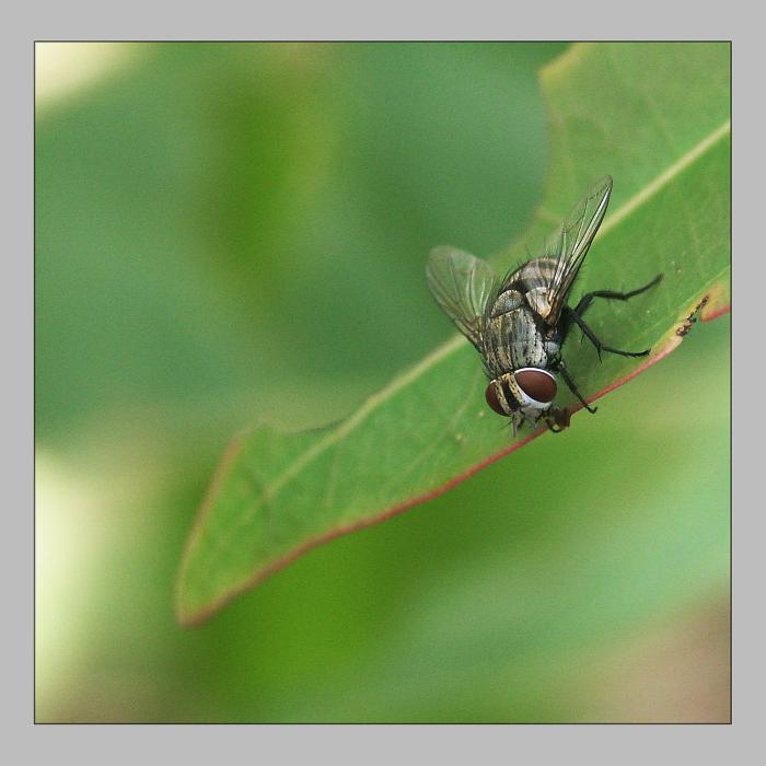 photo "Ready to flight!" tags: nature, insect