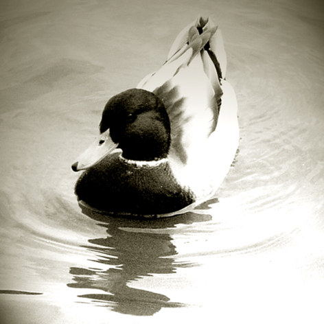 фото "DUCK 2" метки: природа, дикие животные