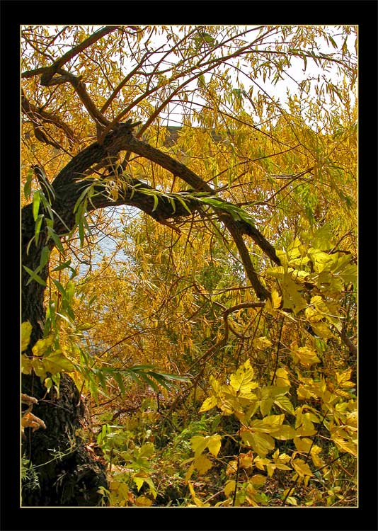 photo "Maple etude" tags: misc., landscape, autumn