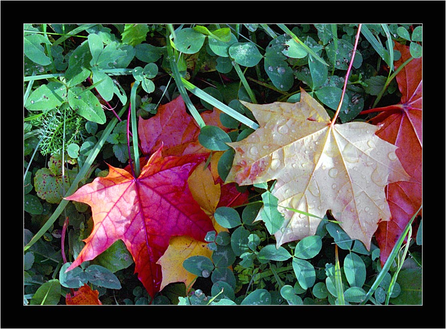 фото "Кленовые листья" метки: пейзаж, природа, осень, цветы
