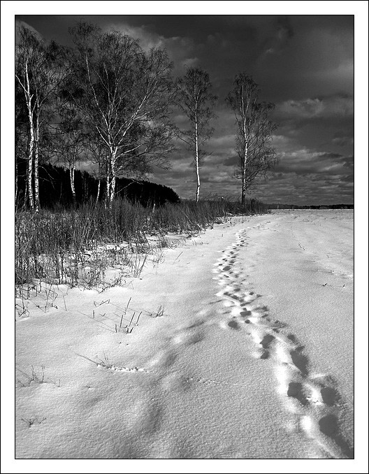 photo "winter morning" tags: landscape, forest, winter