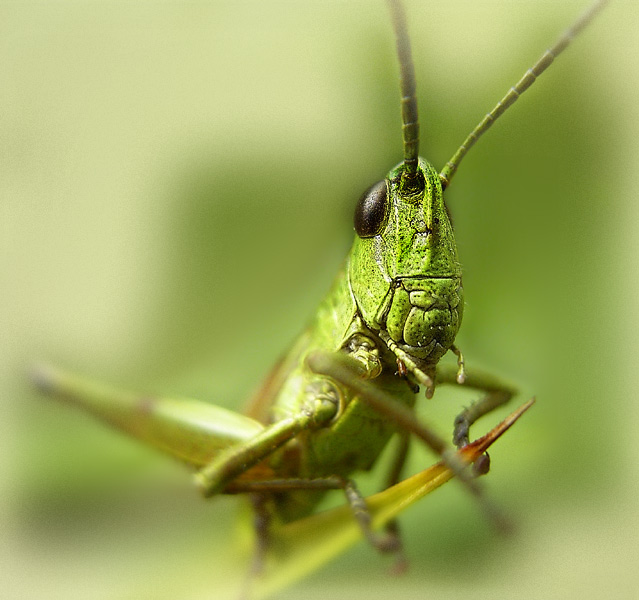 photo "Green Portrait" tags: macro and close-up, nature, insect