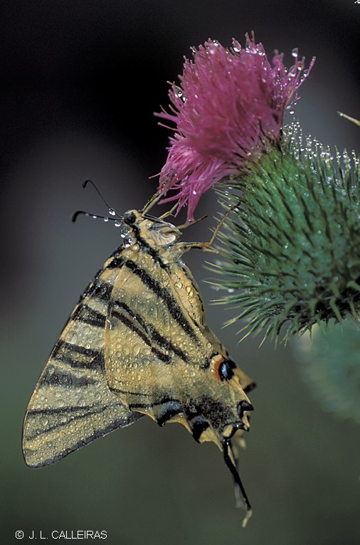 photo "Iphiclides podalirius" tags: nature, insect