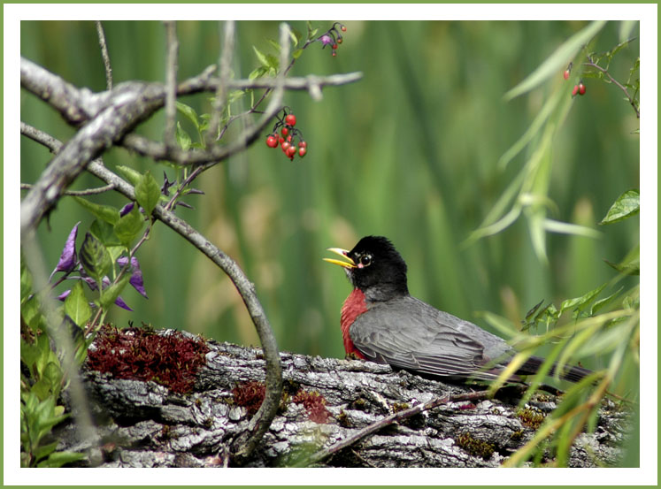 photo "Little Bird" tags: nature, wild animals