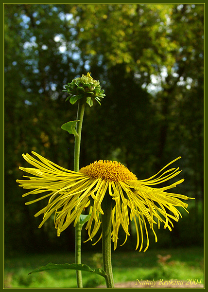 photo "Dance" tags: nature, flowers