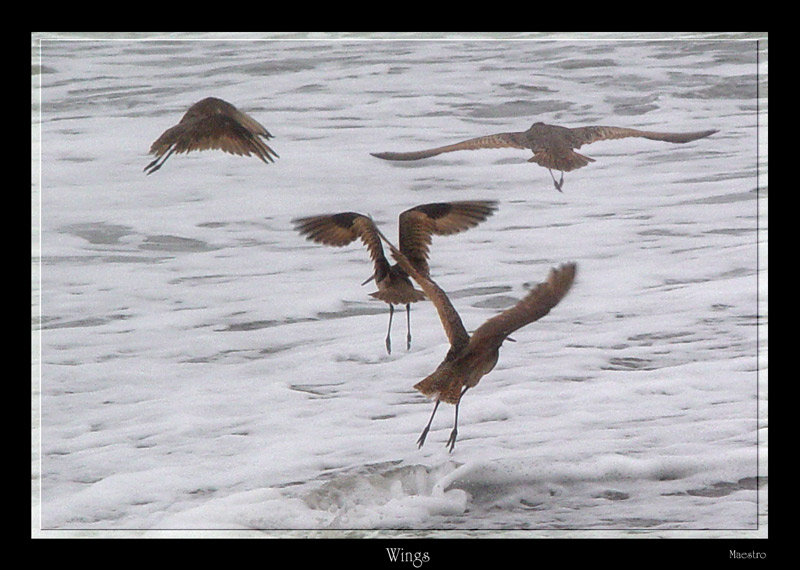 photo "Wings" tags: nature, wild animals