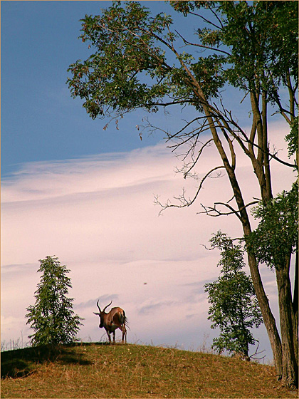 фото "...under the sky..." метки: природа, путешествия, дикие животные