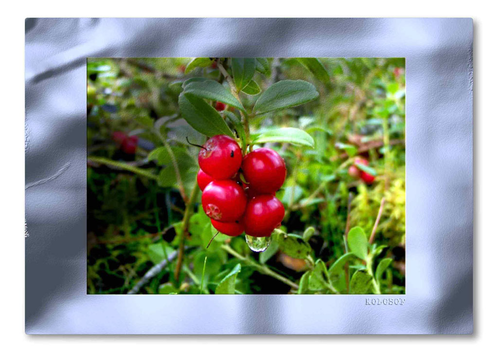 photo "rosinka" tags: macro and close-up, nature, flowers