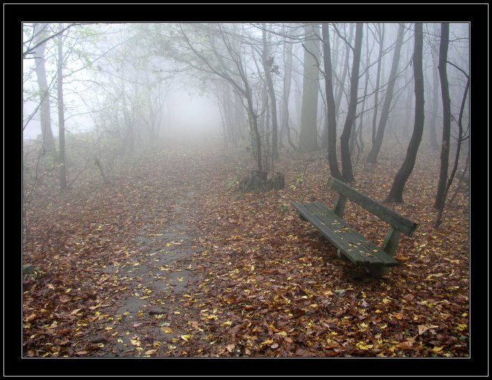 фото "Lonely bench" метки: пейзаж, лес, осень