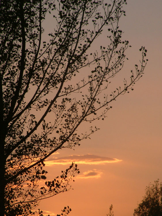 photo "the go(o)d colors of life" tags: landscape, forest