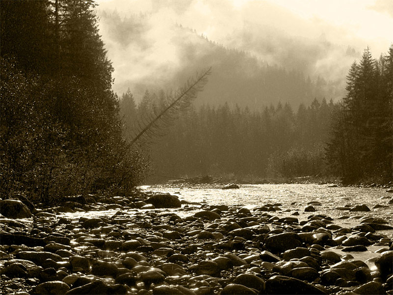 photo "November Rain" tags: landscape, autumn, forest