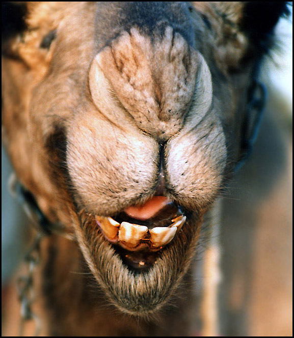 photo "The camel mimicry :)" tags: nature, humor, pets/farm animals