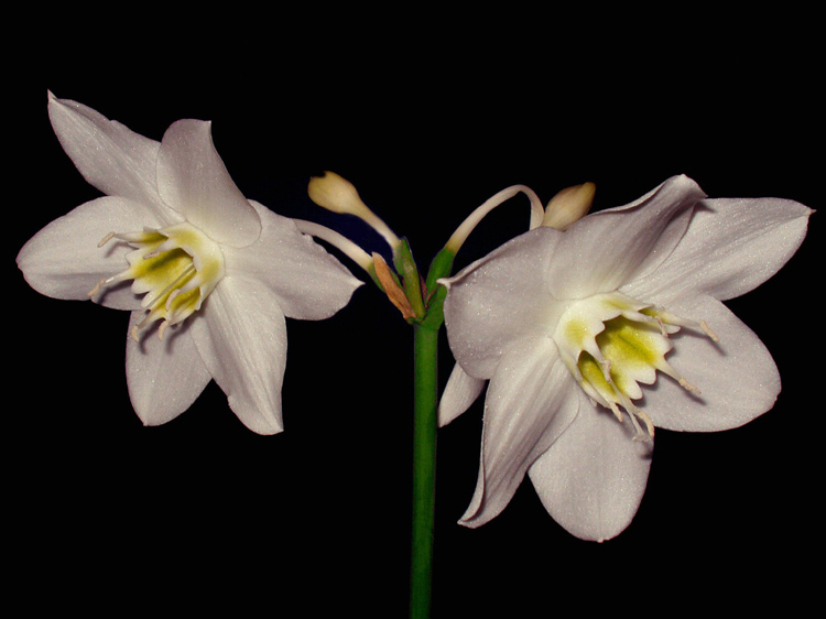 фото "Сиамские близнецы" метки: природа, макро и крупный план, цветы
